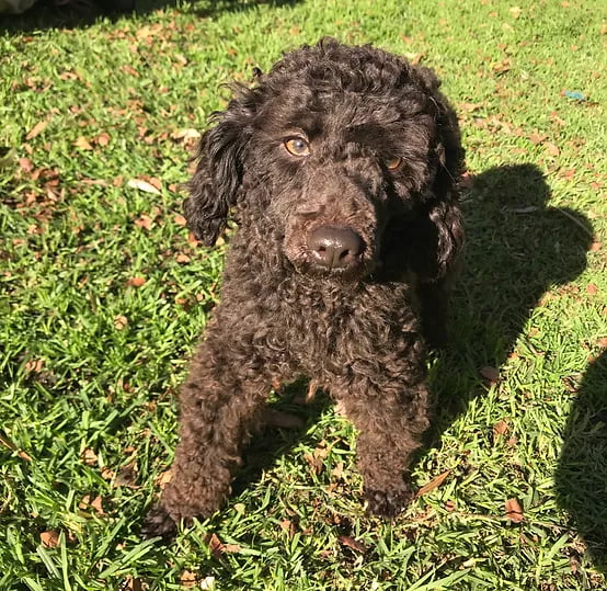 Chocolate Toy Poodle male