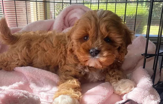 tilly toy cavoodle