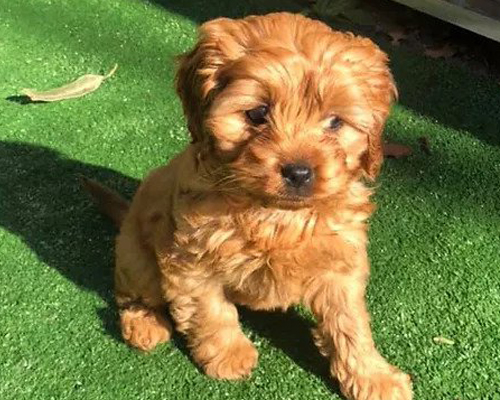 COCO-MINI-CAVOODLE-LINDA-DORIO