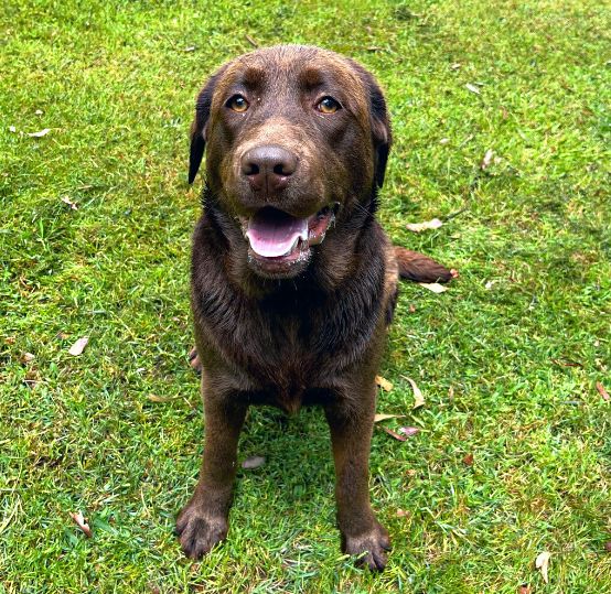 Chocolate Labrador retriever