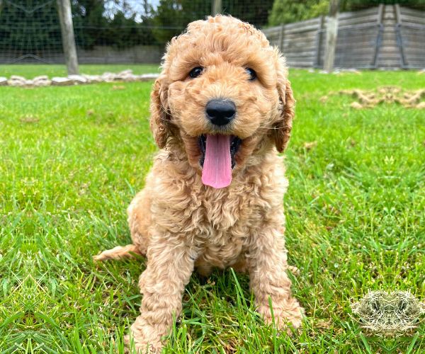 Poodle Puppies For Melbourne Vic