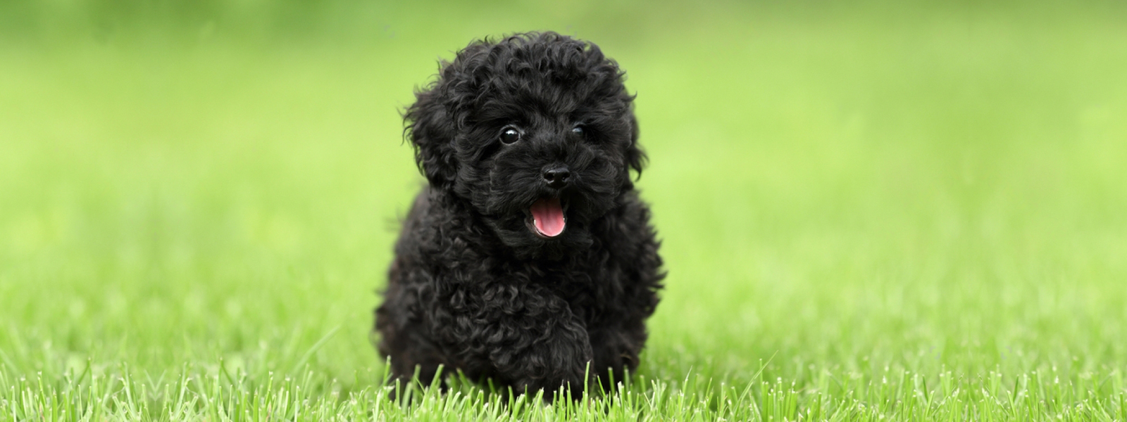 Poodle Puppies For Melbourne Vic