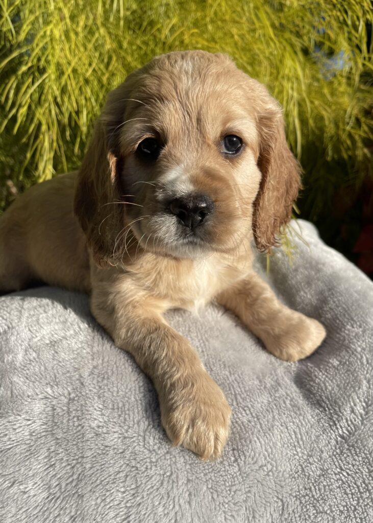 Cocker Spaniel Puppies for Sale Melbourne, VIC K9 Breeders