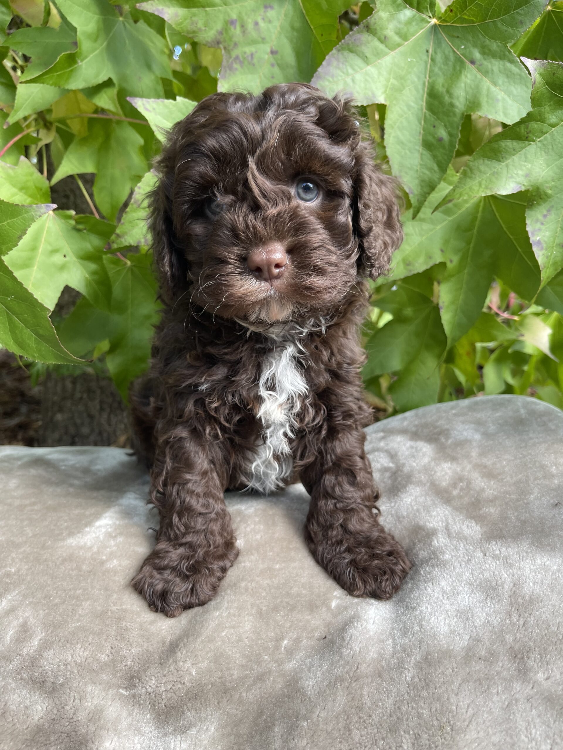 Cavoodle Puppies For Melbourne