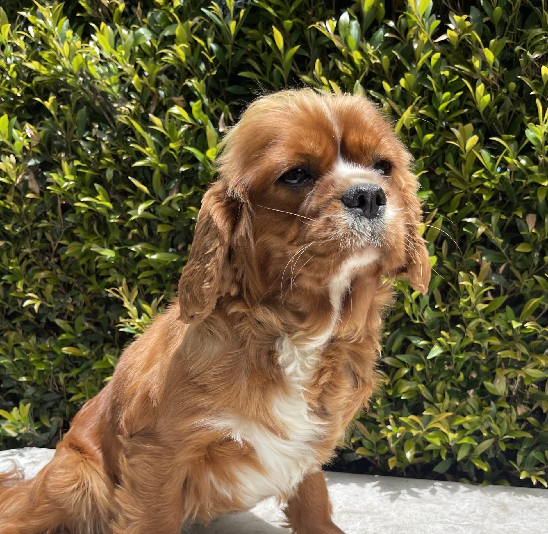Ruby Cavalier King Charles Spaniel