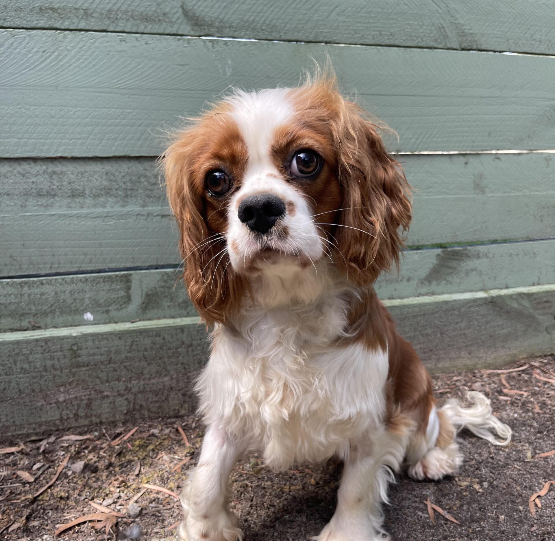 Blenheim Cavalier KCS