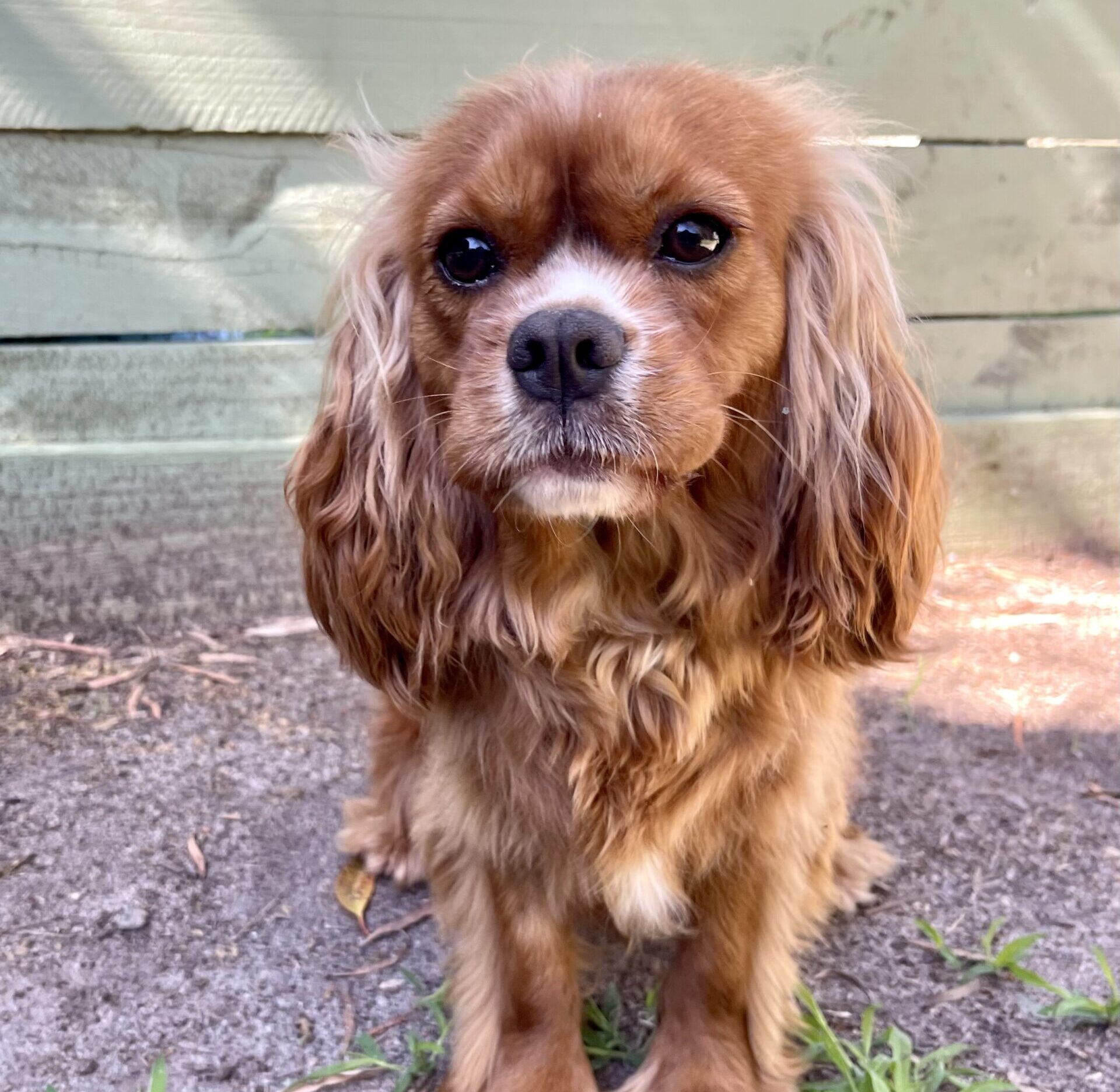 Ruby Cavalier King Charles Spaniel