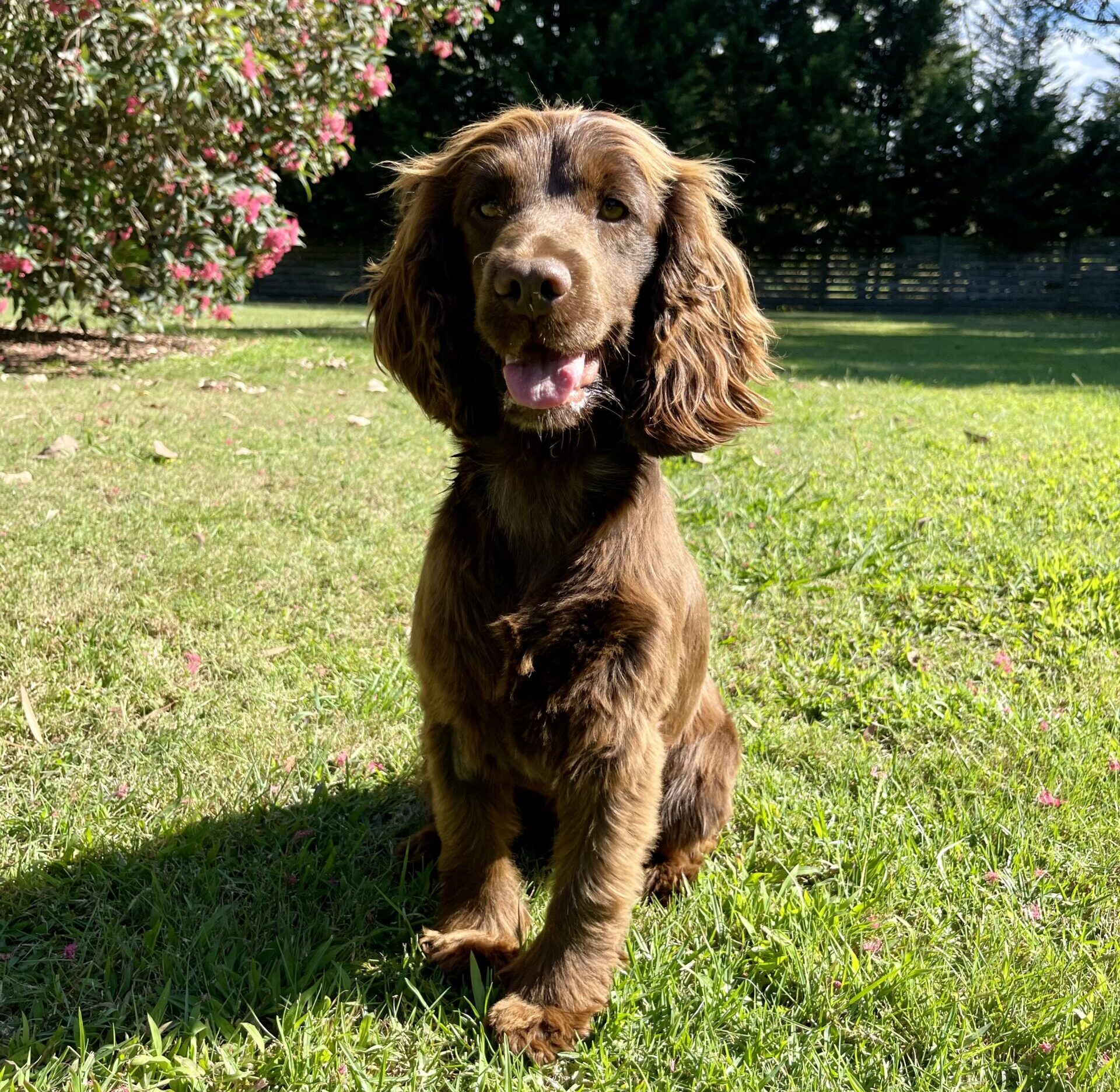 Sophie Chocolate Cocker Spaniel Female