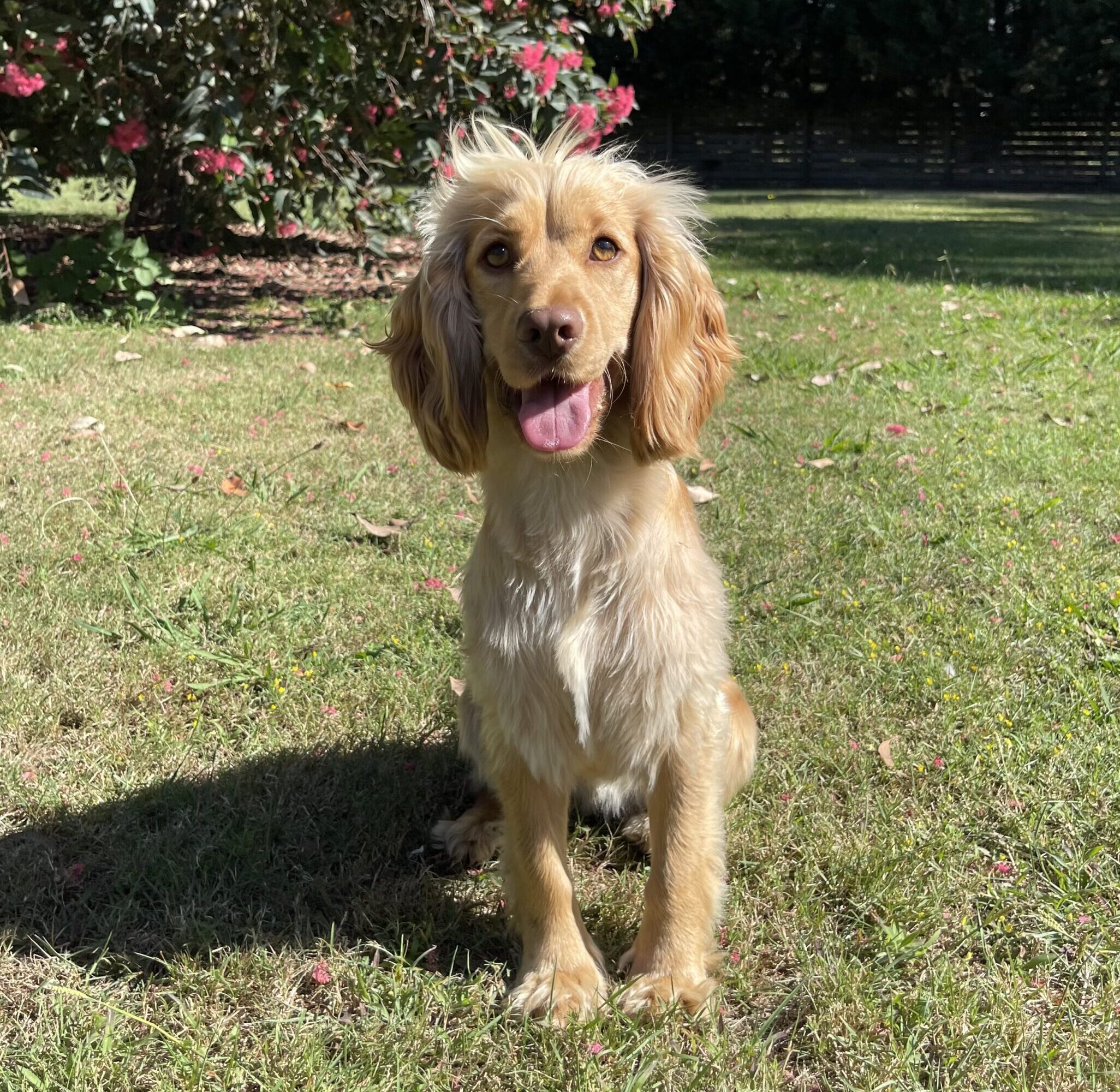 Skye Golden Cocker Spaniel