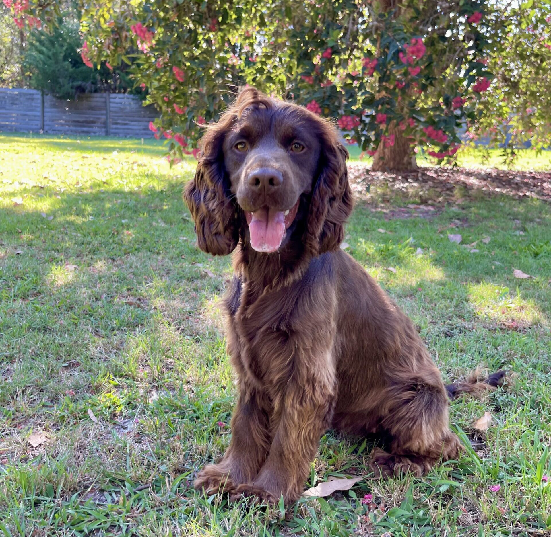 Shelby Chocolate Cocker Spaniel