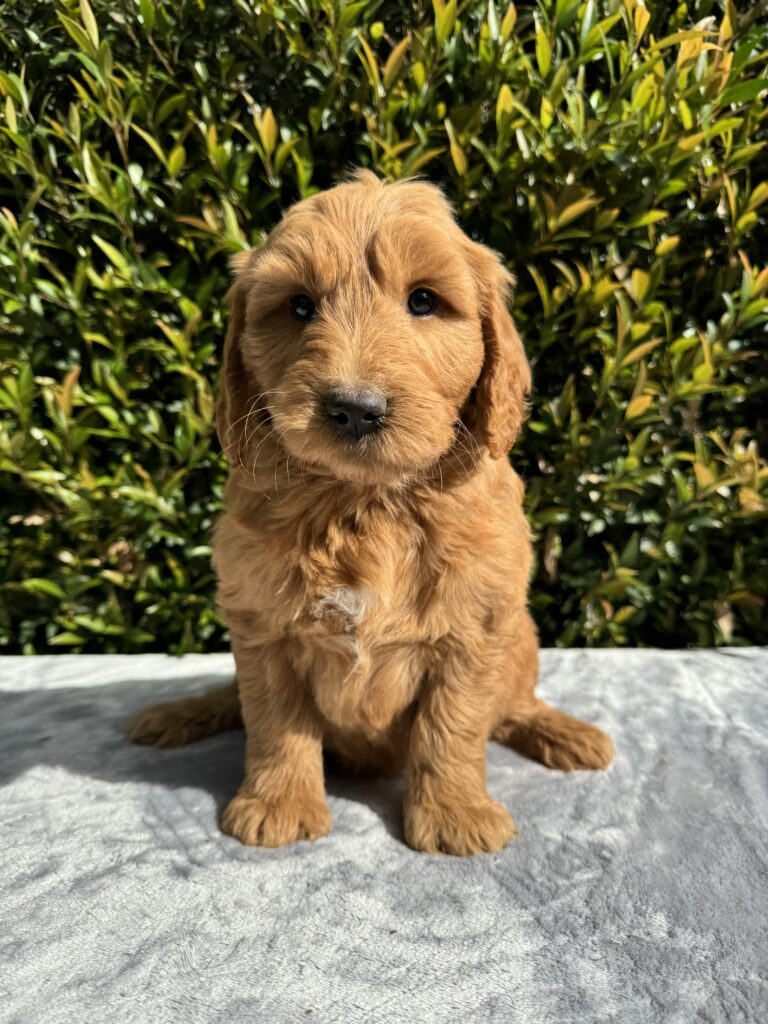 Mini Groodle Available Puppies for Sale in Melbourne, VIC | Designer K9 Breeders