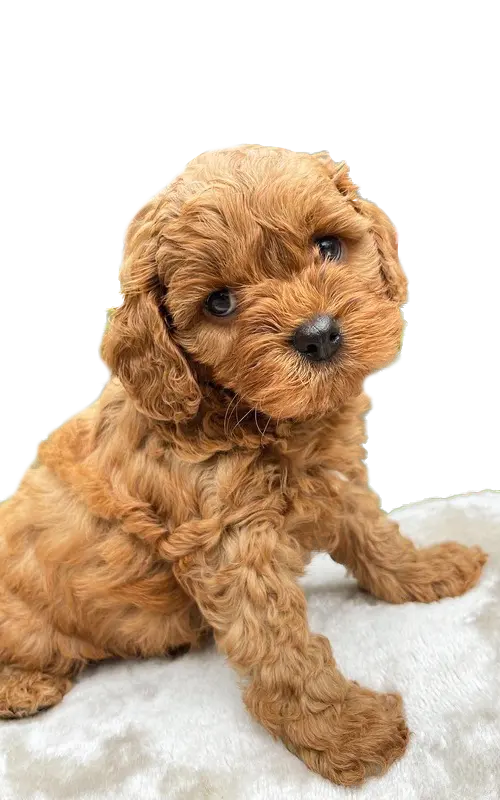 Cavoodle-image