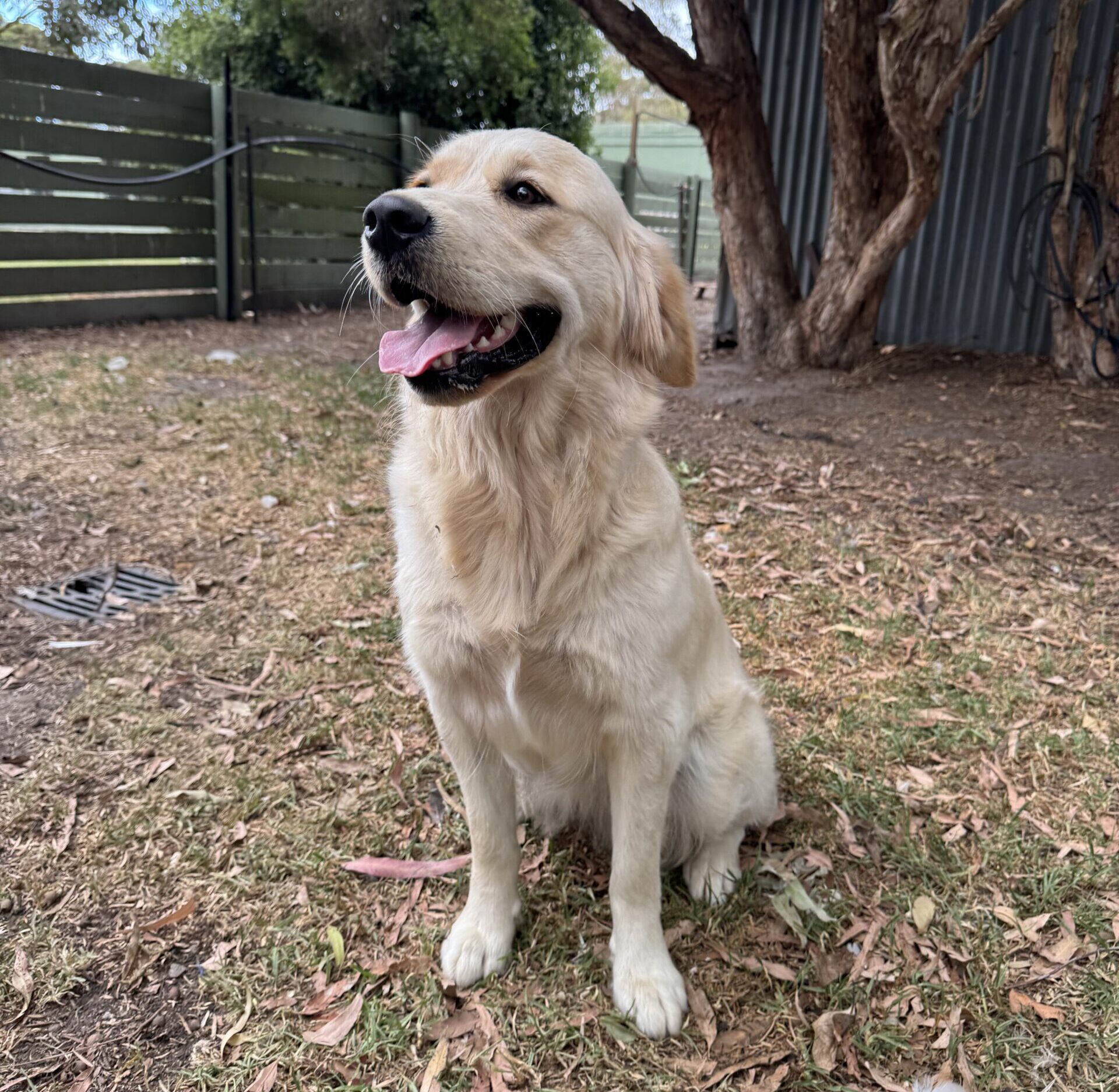 Stella Golden Retriever