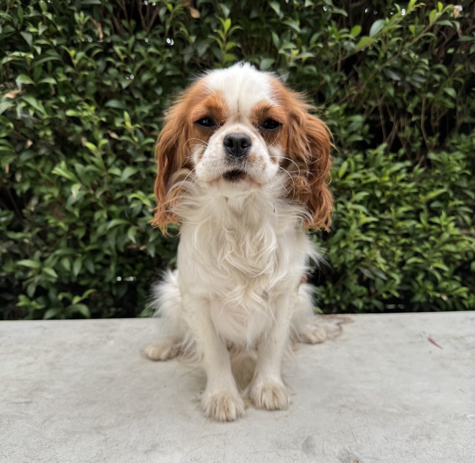 Cavalier King Charles Spaniel