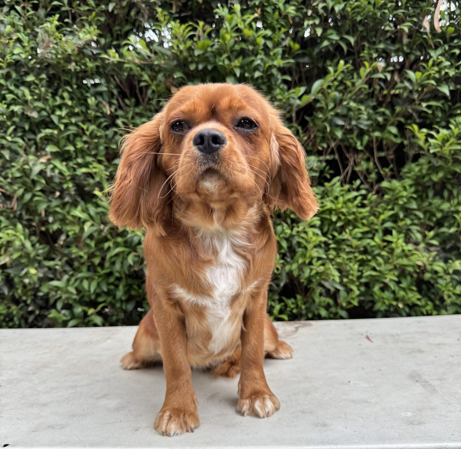 Ruby Cavalier King Charles Spaniel