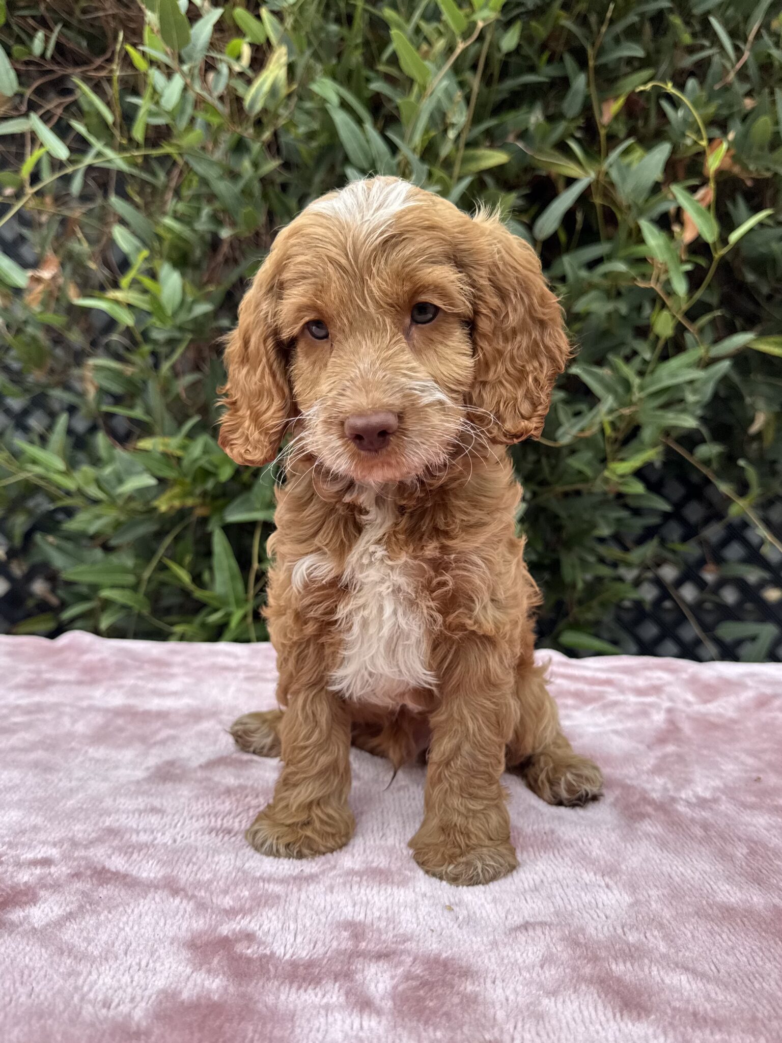 Spoodle Background Spoodle Puppies for Sale Melbourne, VIC | Designer K9 Breeders