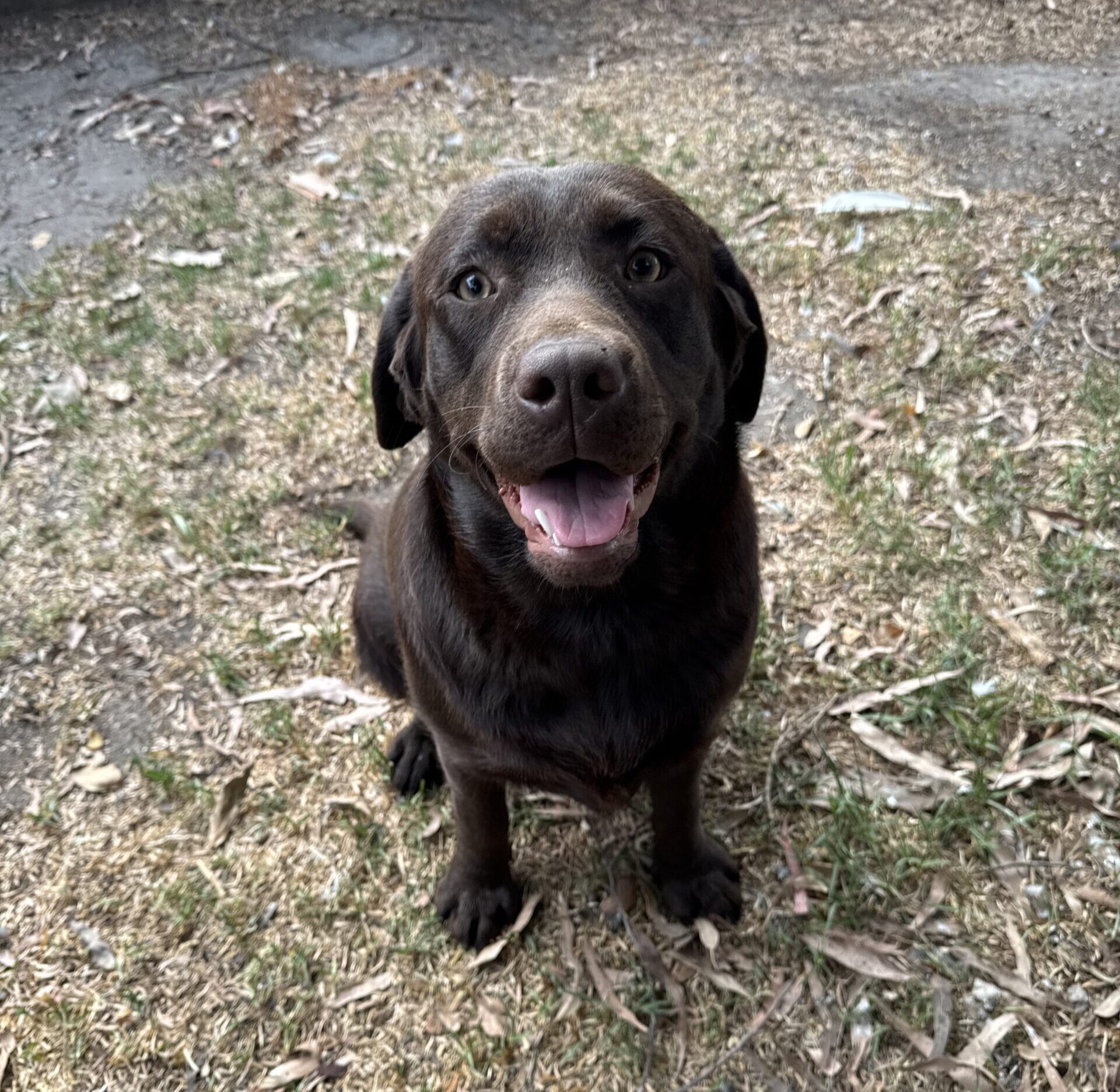 Chocolate Labrador