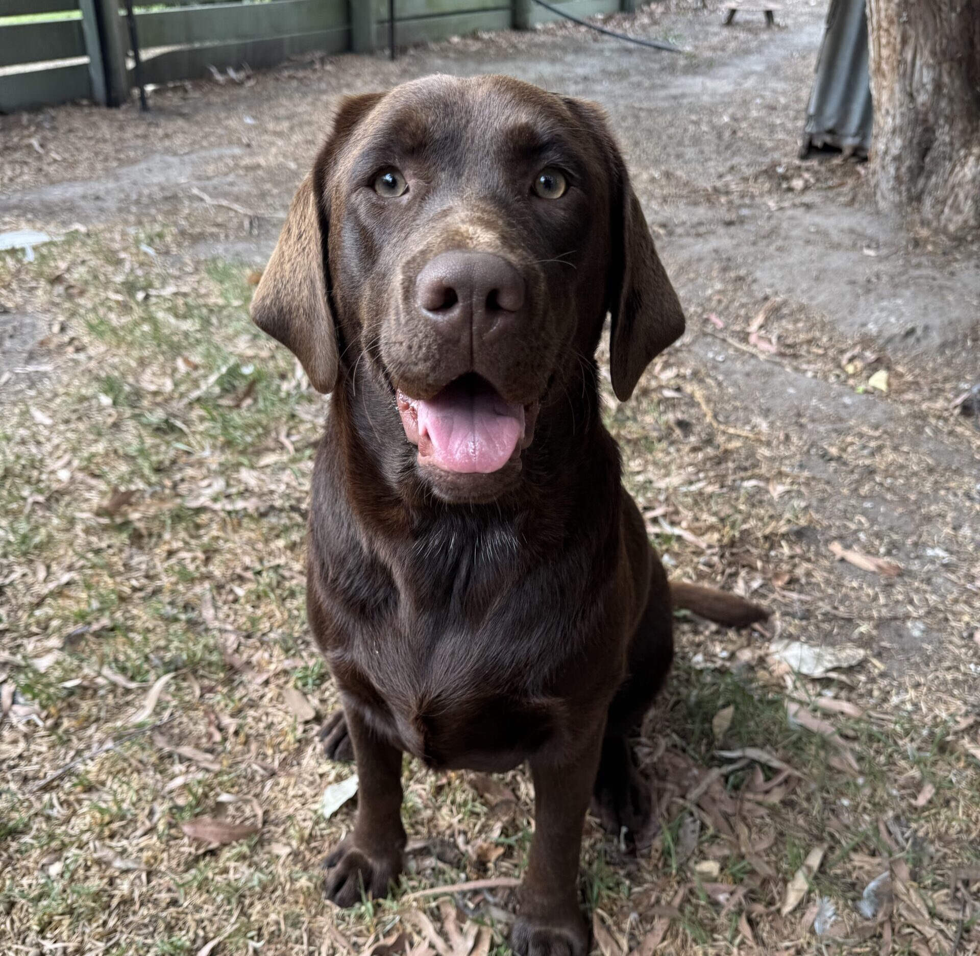 Chocolate Labrador