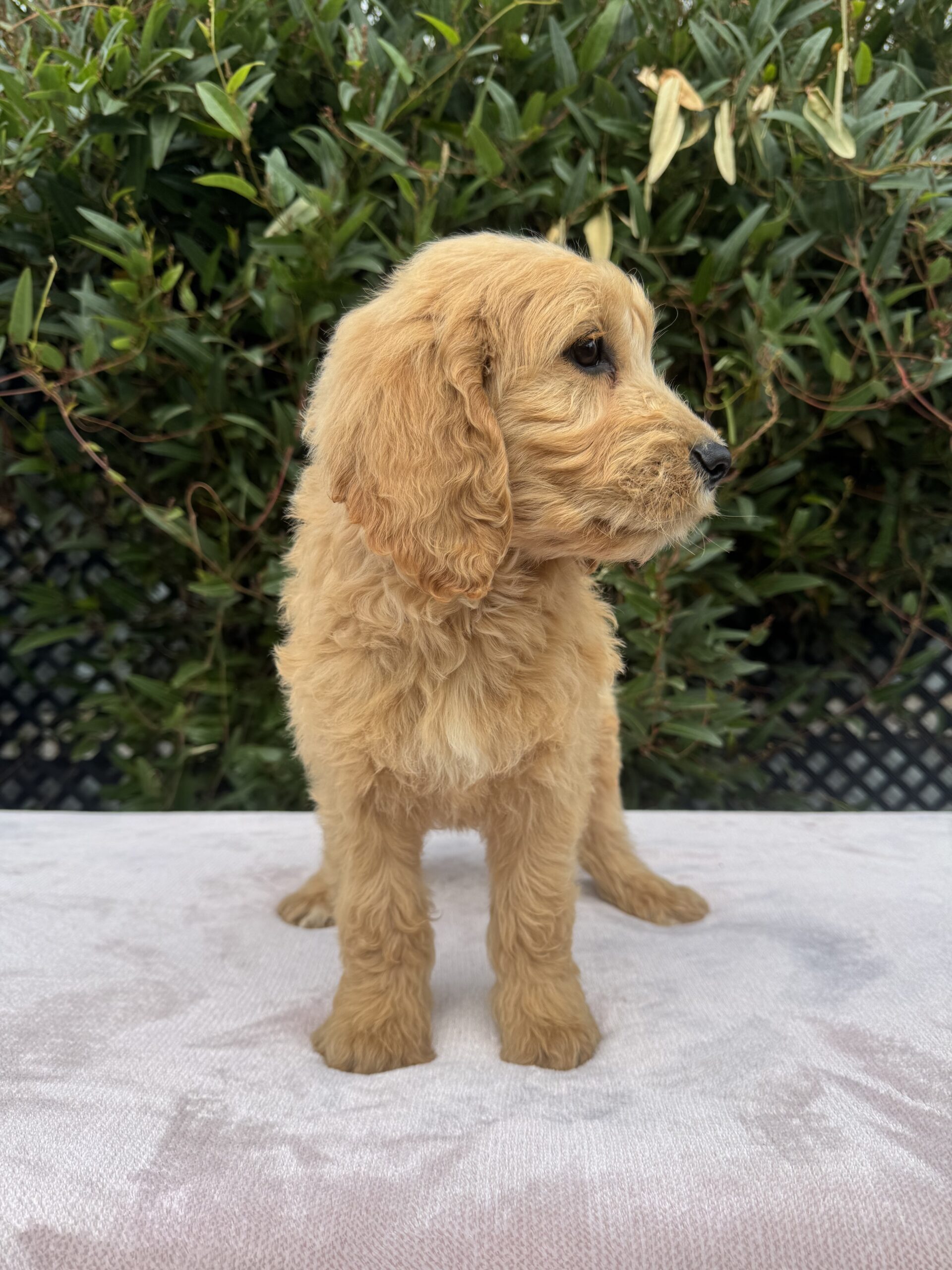 Standerd Groode Groodle Puppies for Sale Melbourne, VIC | Designer K9 Breeders