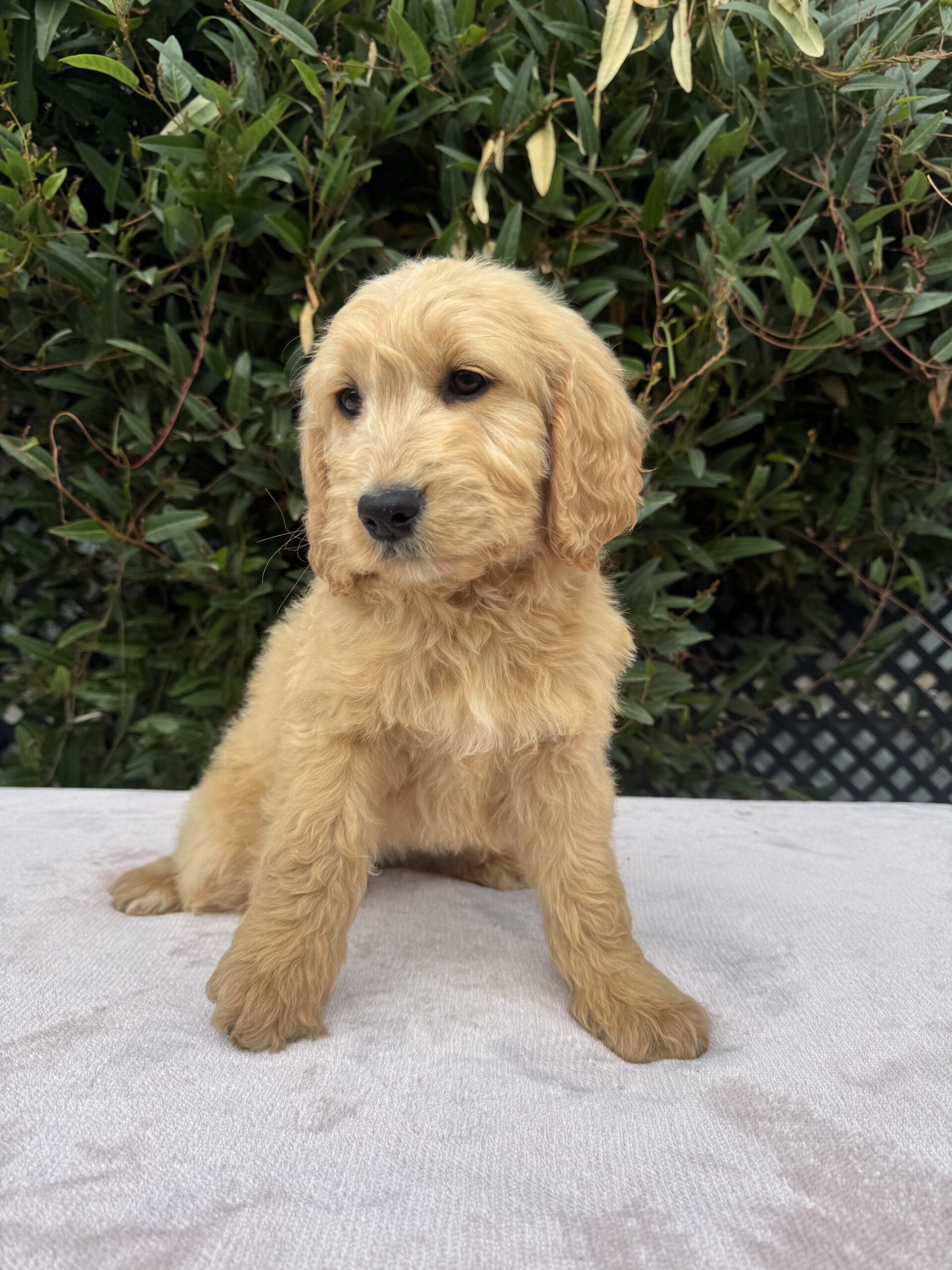 Standerd Groode Groodle Puppies for Sale Melbourne, VIC | Designer K9 Breeders