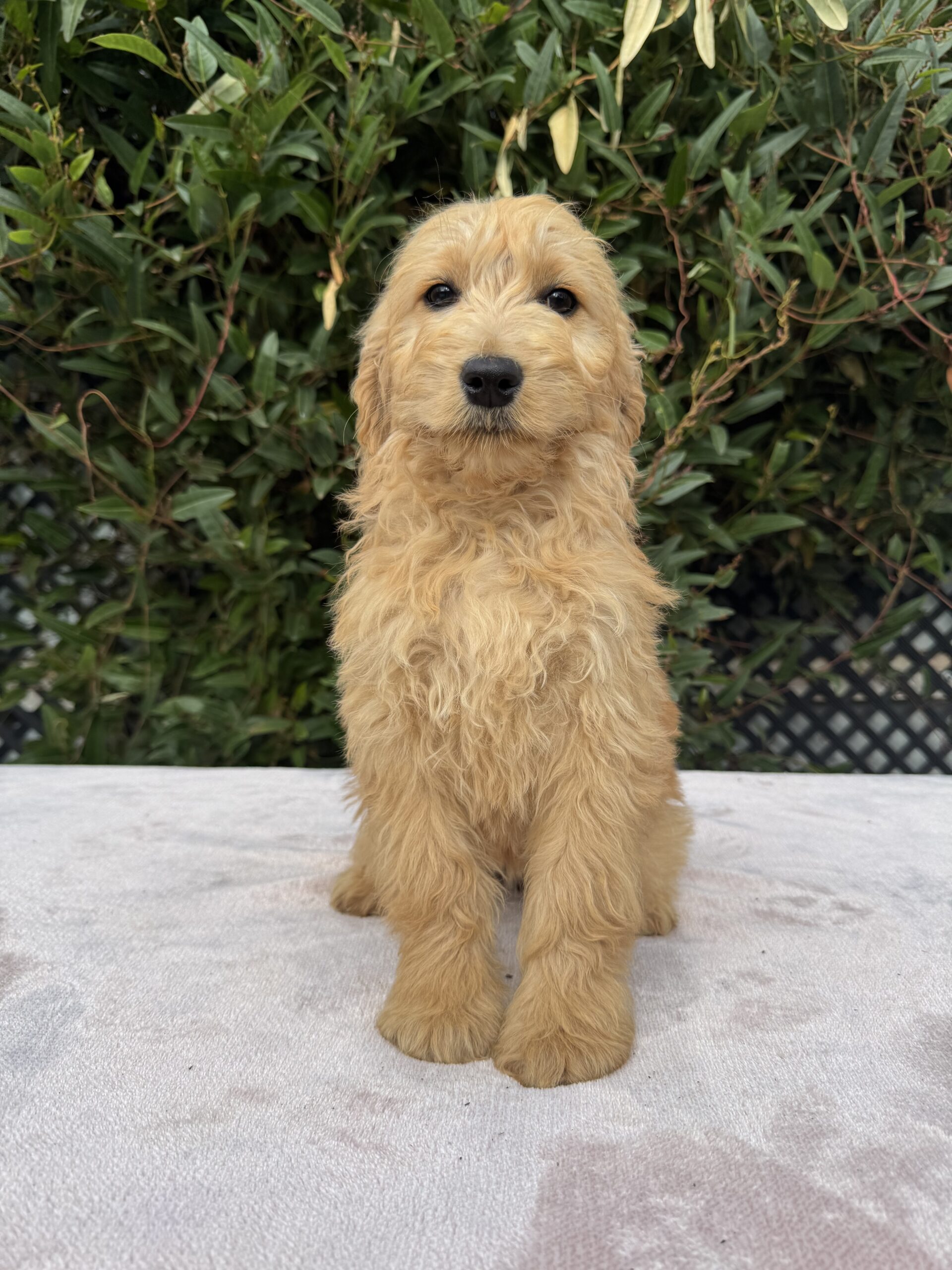 Standerd Groode Groodle Puppies for Sale Melbourne, VIC | Designer K9 Breeders