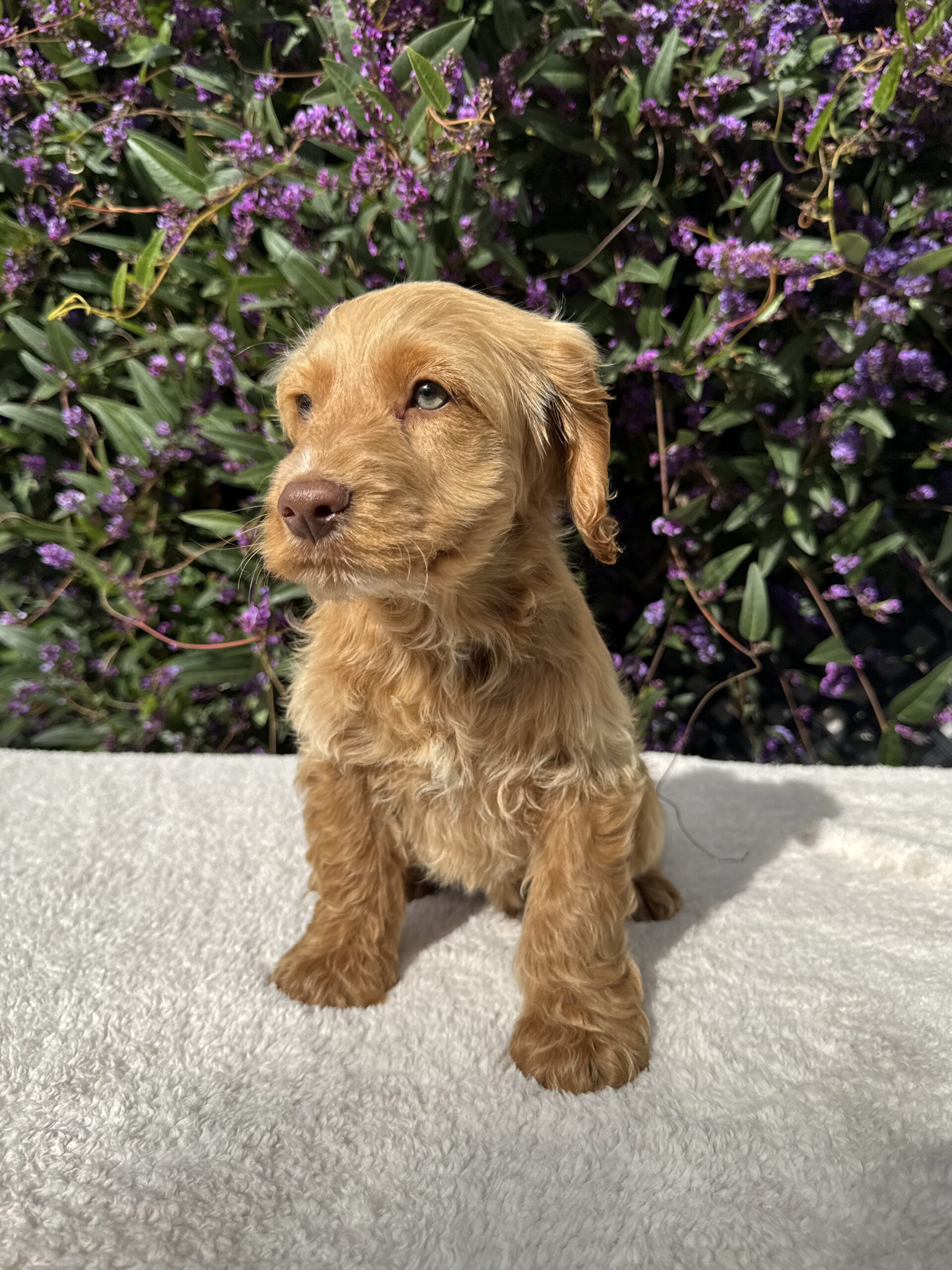 Spoodle Puppies for Sale Melbourne, VIC | Designer K9 Breeders