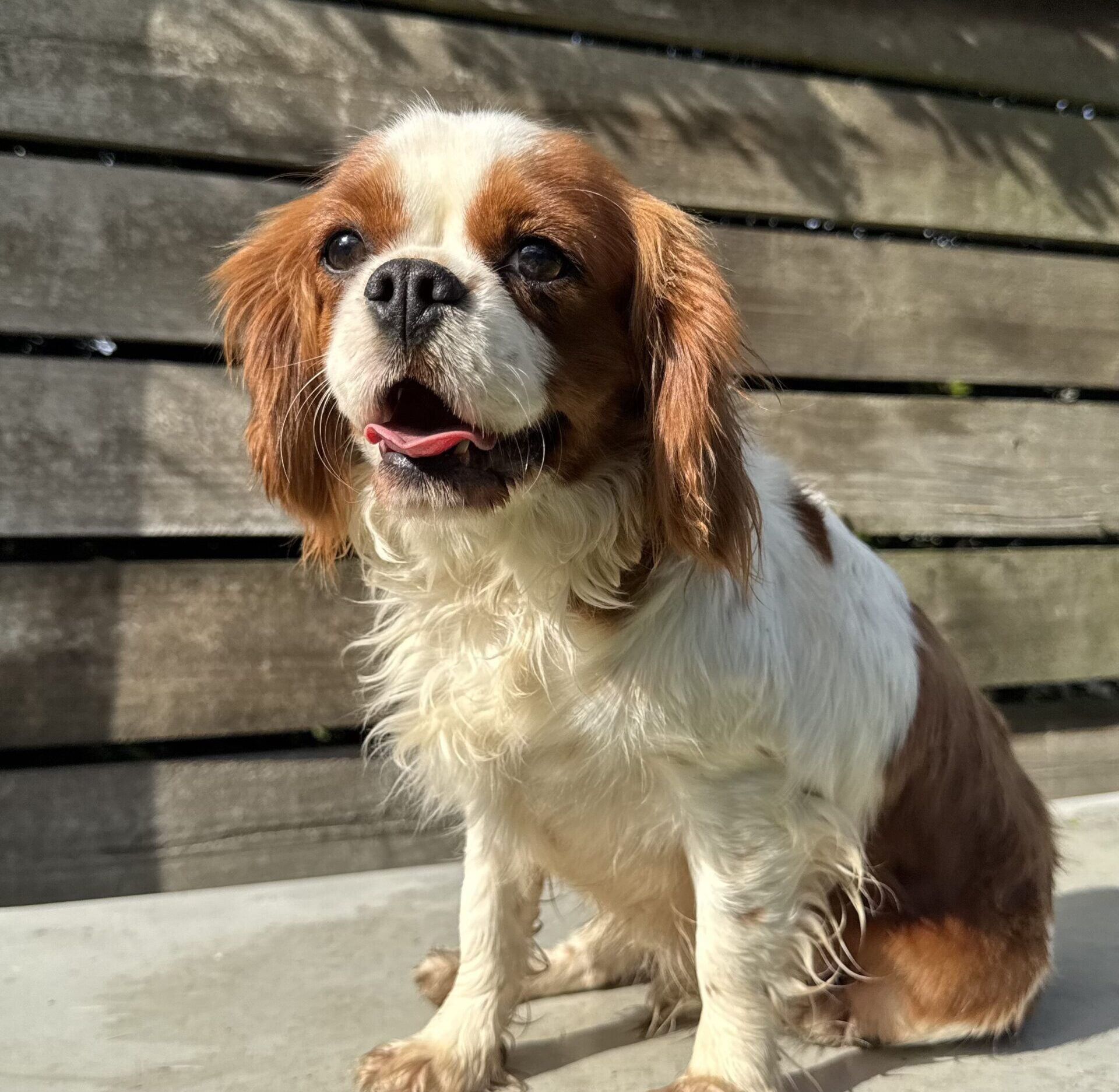 Ivy - Blenheim Cavalier King Charles Spaniel female
