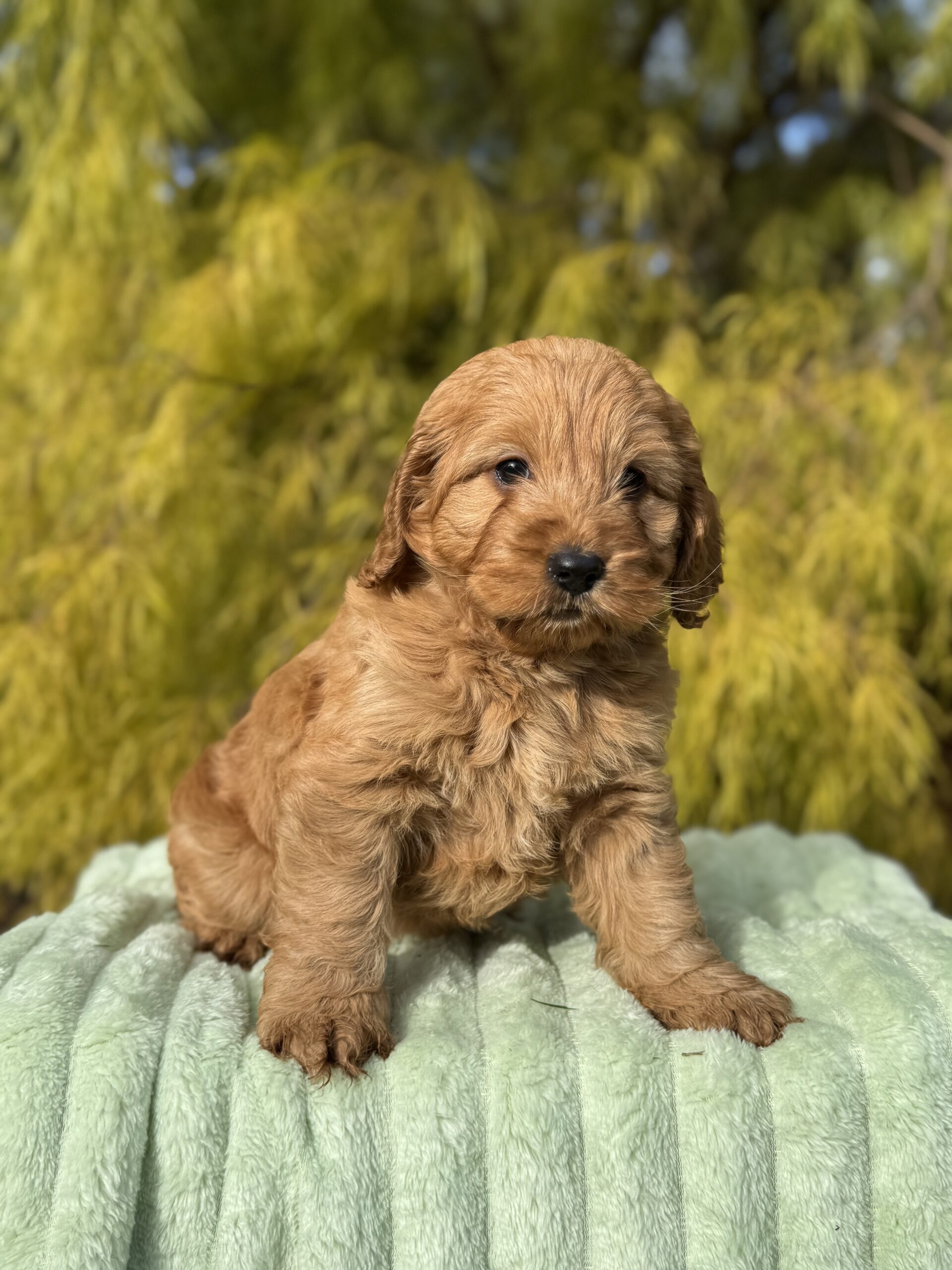 Spoodle Background Spoodle Puppies for Sale Melbourne, VIC | Designer K9 Breeders