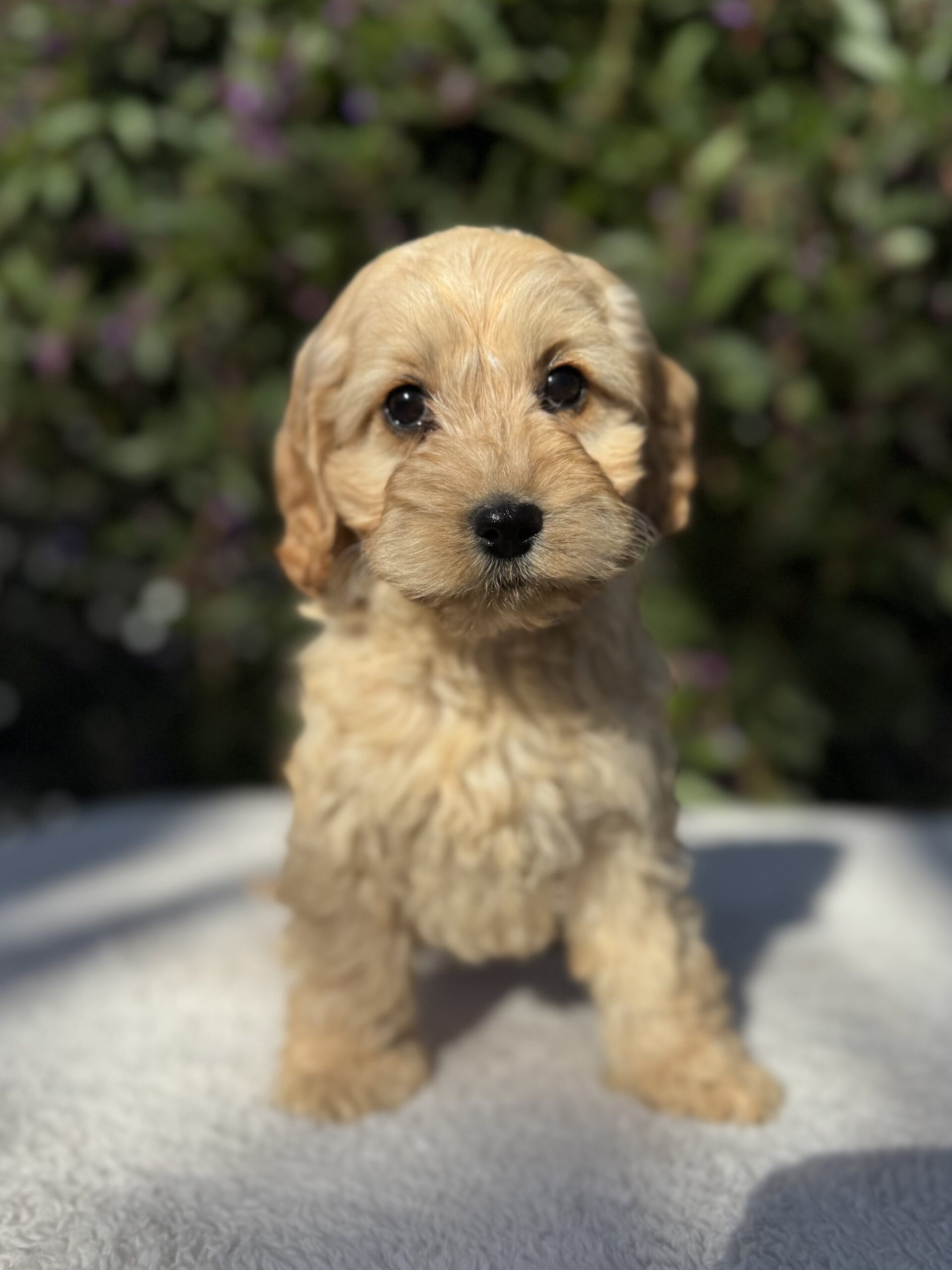 Spoodle Inside Spoodle Puppies for Sale Melbourne, VIC | Designer K9 Breeders
