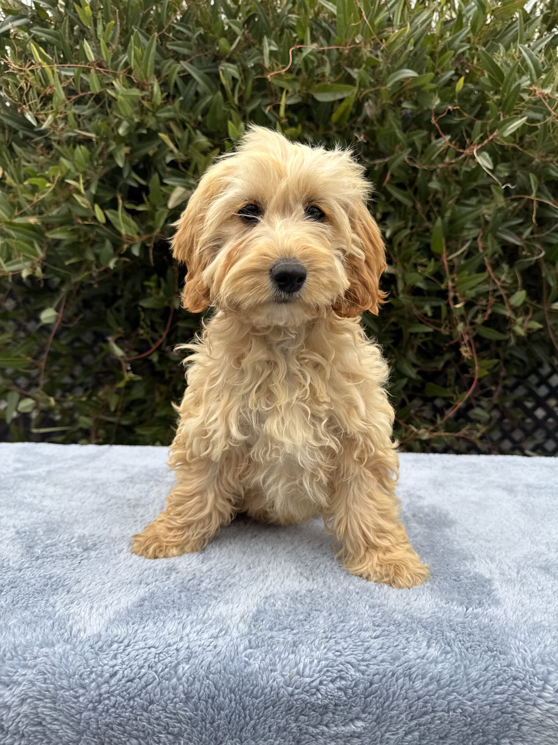 Spoodle Puppies for Sale Melbourne, VIC | Designer K9 Breeders