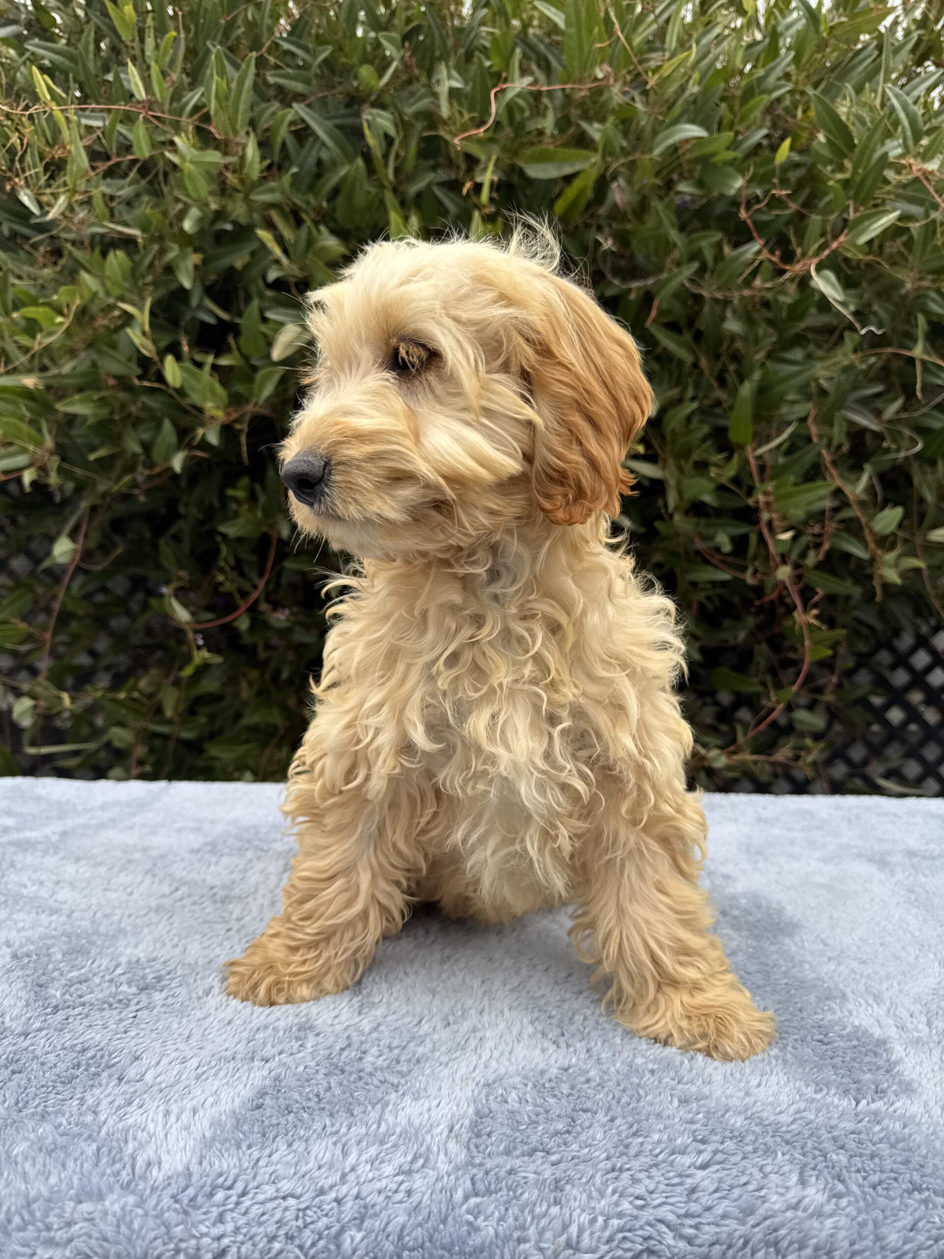 Spoodle Puppies for Sale Melbourne, VIC | Designer K9 Breeders