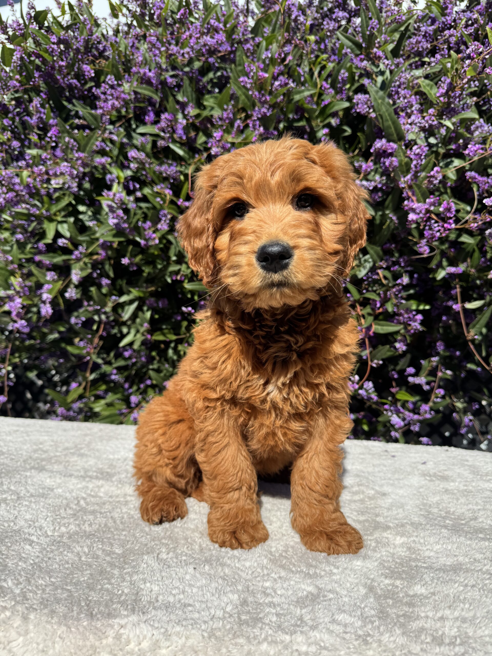 Standerd Groode Available Puppies for Sale in Melbourne, VIC | Designer K9 Breeders