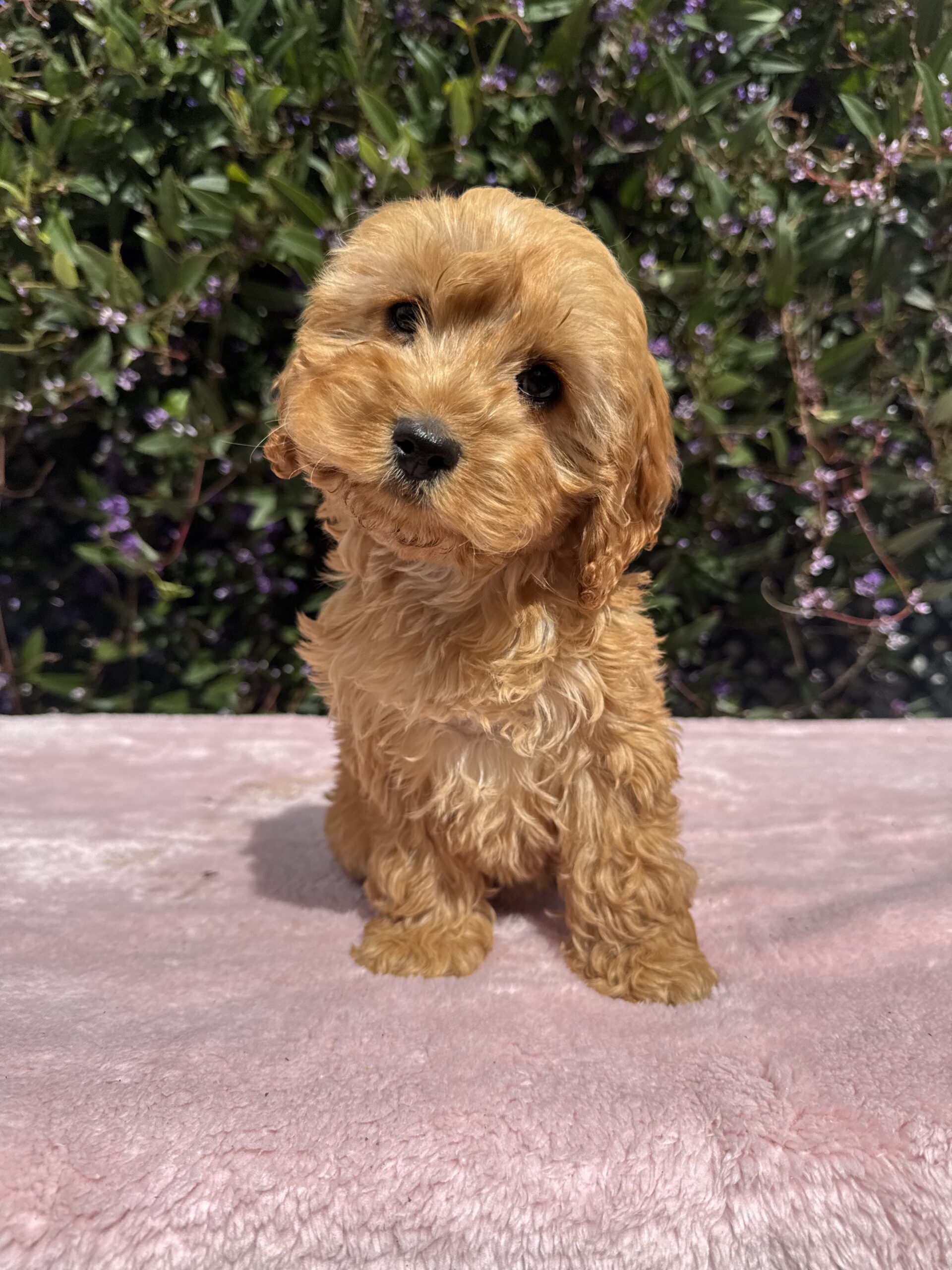 Spoodle Puppies for Sale Melbourne, VIC | Designer K9 Breeders