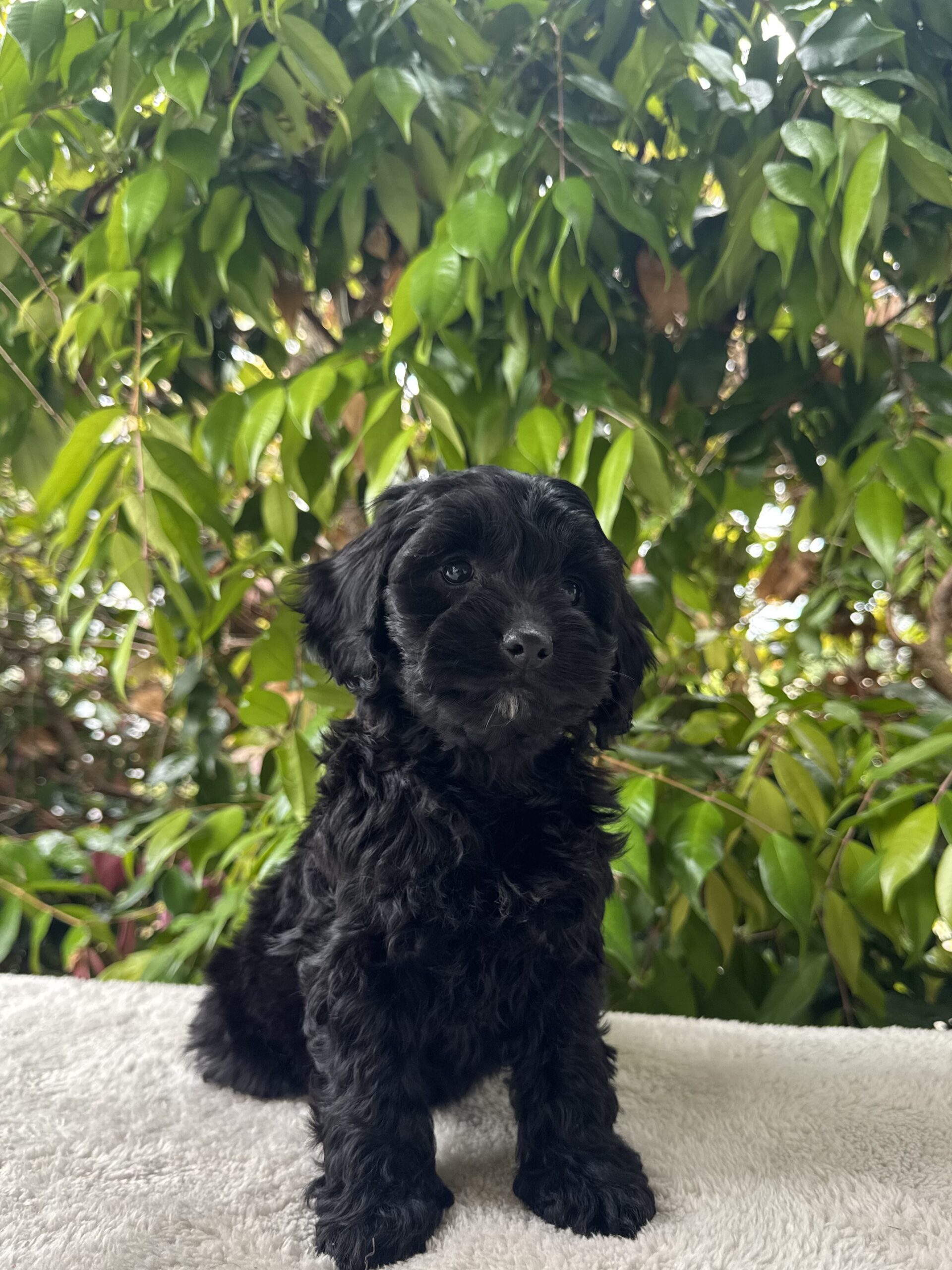 Spoodle Inside Spoodle Puppies for Sale Melbourne, VIC | Designer K9 Breeders