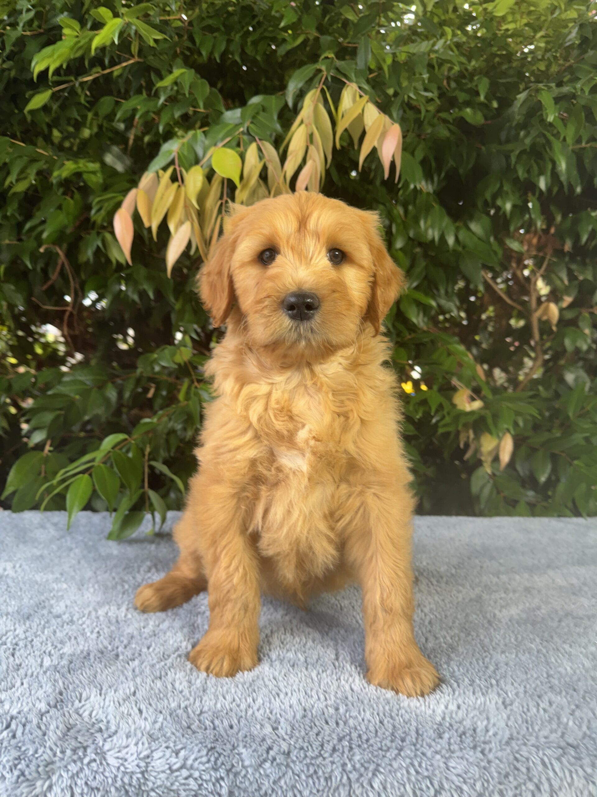 Standerd Groode Groodle Puppies for Sale Melbourne, VIC | Designer K9 Breeders