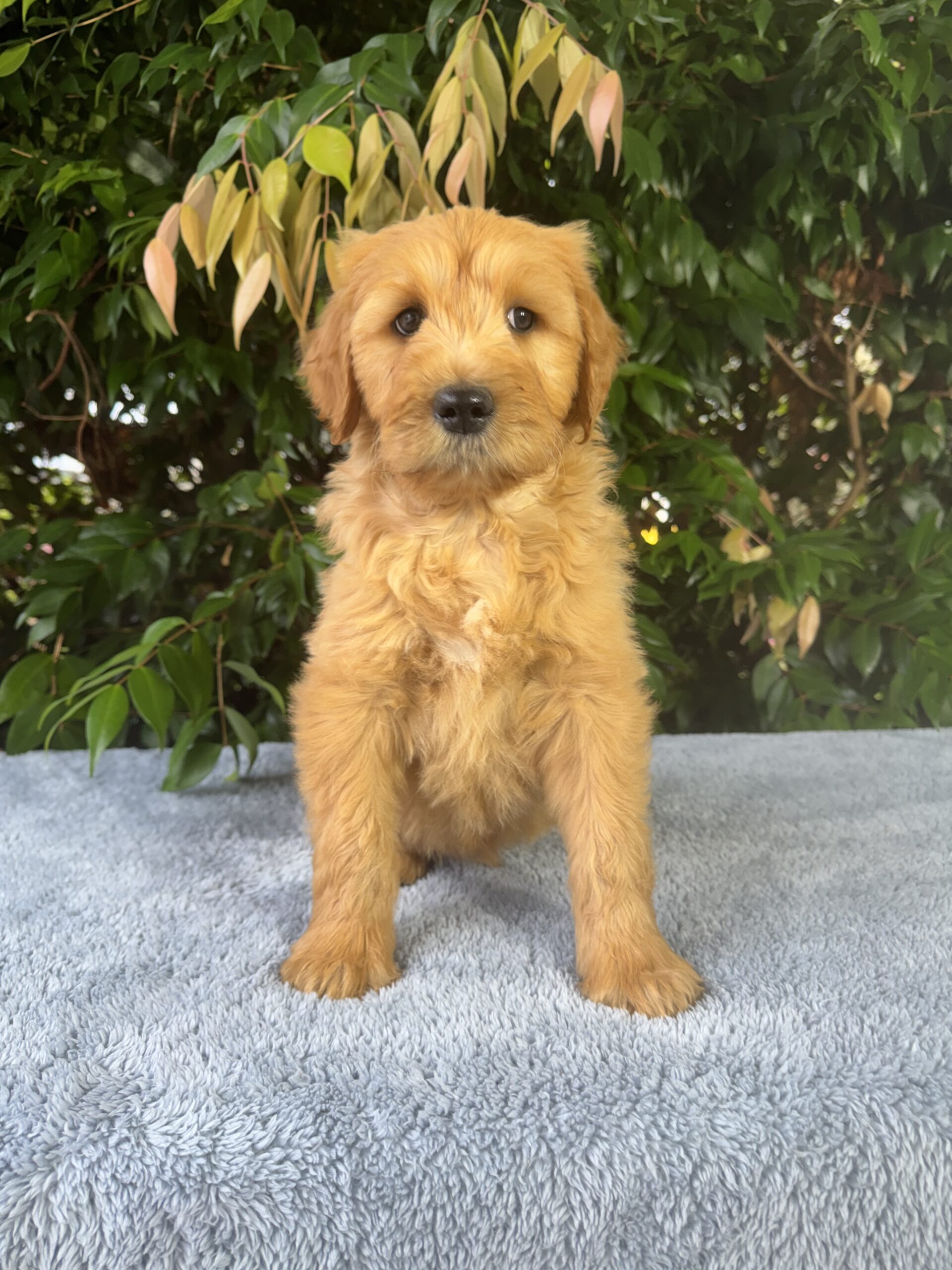 Standerd Groode Groodle Puppies for Sale Melbourne, VIC | Designer K9 Breeders