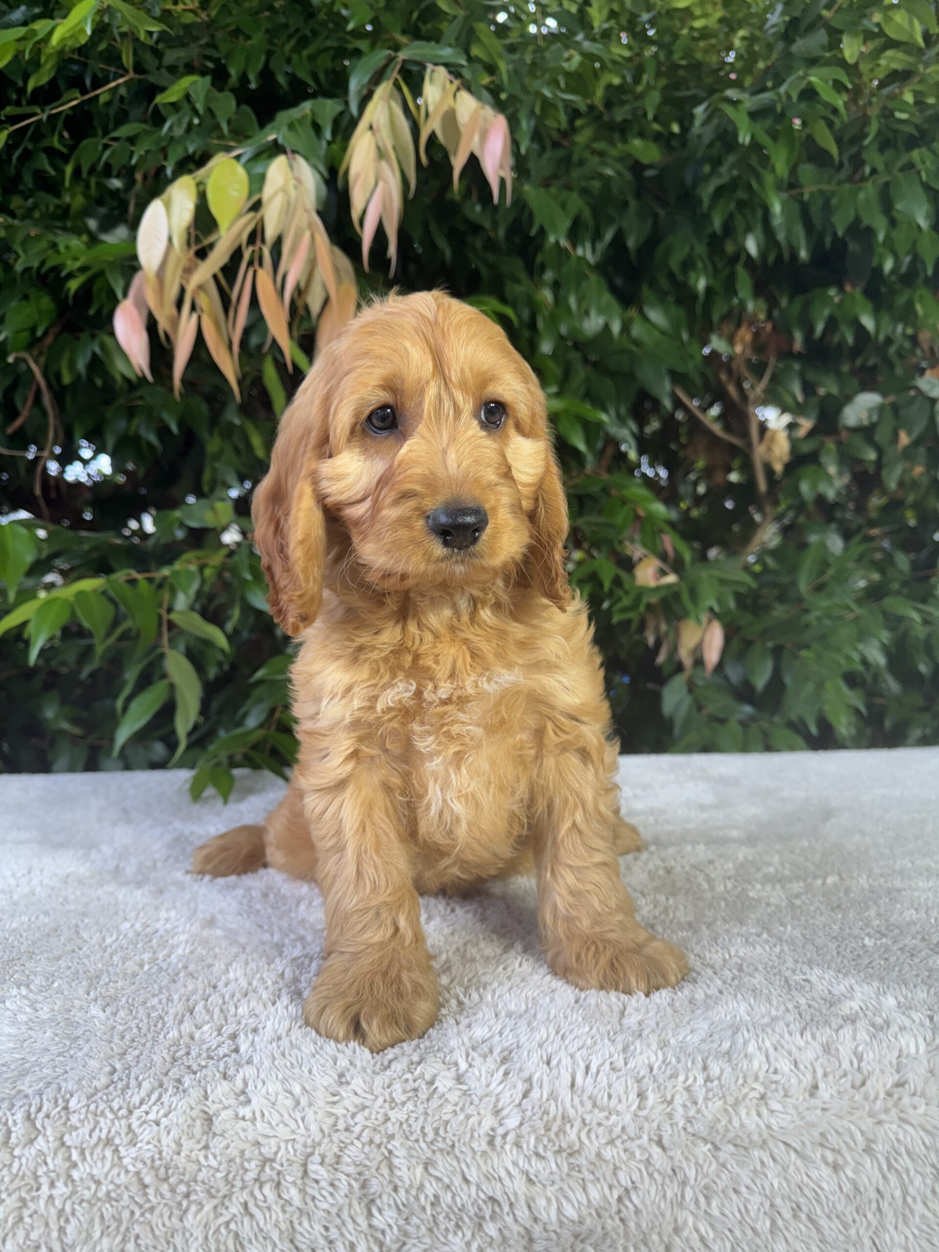 Spoodle Puppies for Sale Melbourne, VIC | Designer K9 Breeders