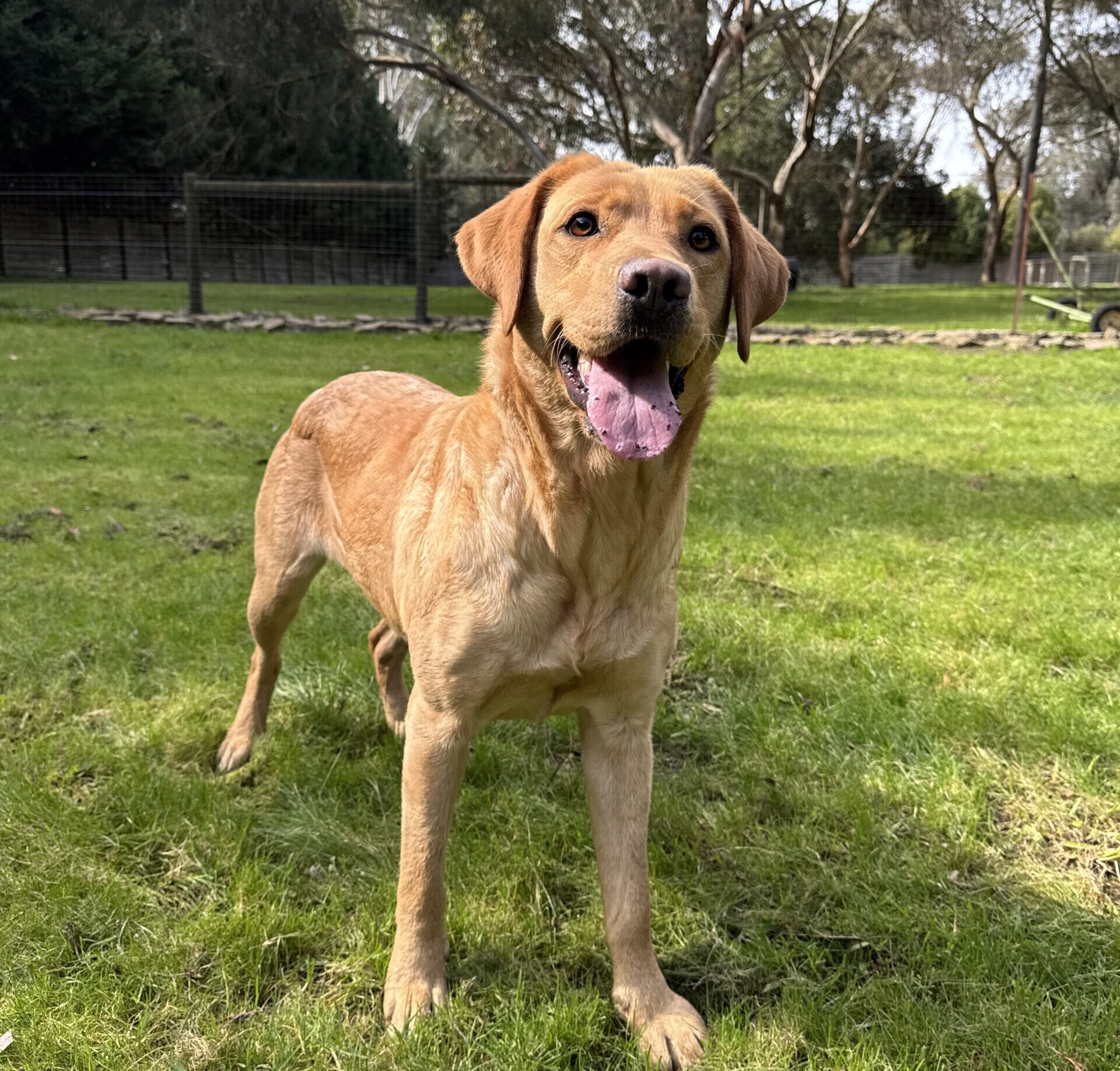 CLEO - female Yellow Labrador Retriever