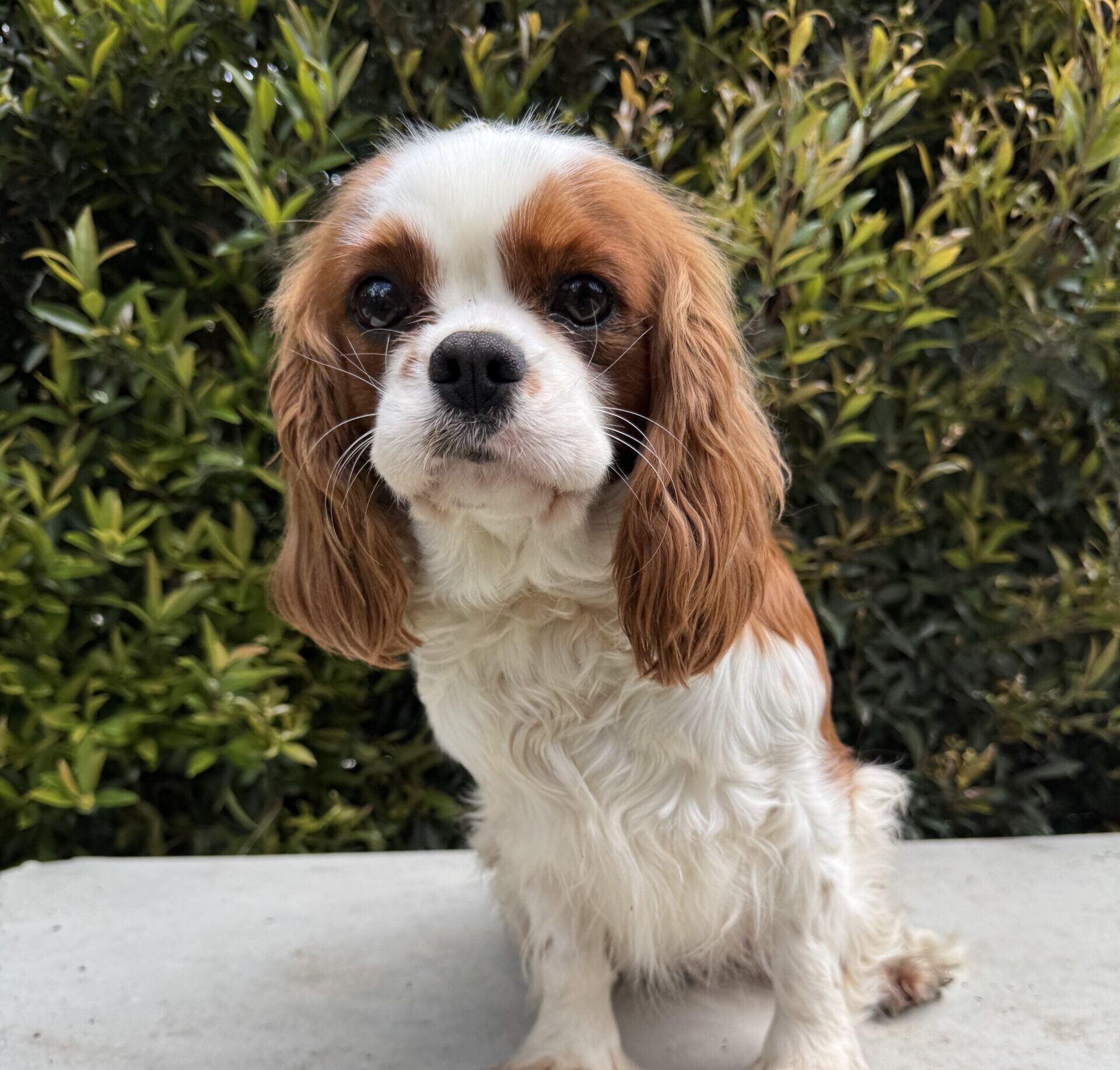 Cavalier KCS Blenheim