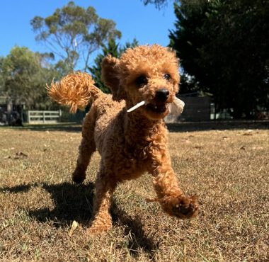 Red toy Poodle