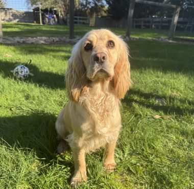 Cocker spaniel dam