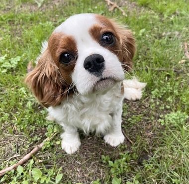 Cavalier King Charles