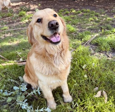 Golden Retriever