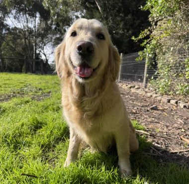 Golden Retriever