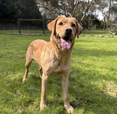 Cleo CLEO - female Yellow Labrador Retriever