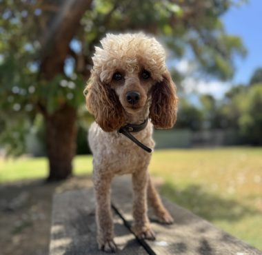 Cream Toy Poodle male