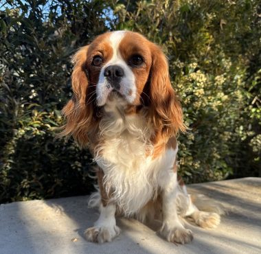 Isla - Blenheim Cavalier King Charles spaniel