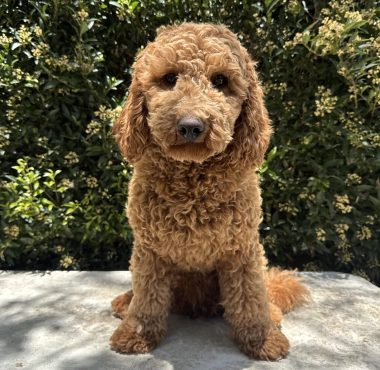 Miniature Poodle female