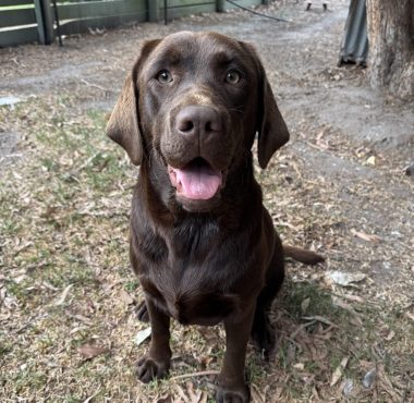 Chocolate Labrador