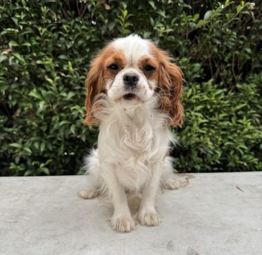 Cavalier King Charles Spaniel